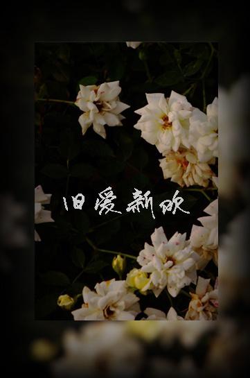 旧爱新欢都不选