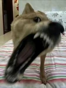 帮我播放富贵
