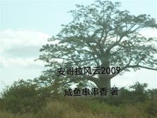 安哥拉du